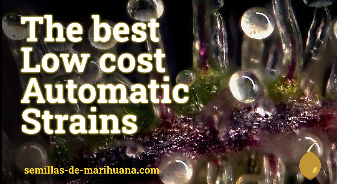 Best Cheap Automatic Strains | Top 10