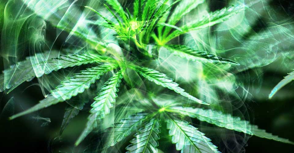 Como variar la proporción de Cannabinoides de la marihuana