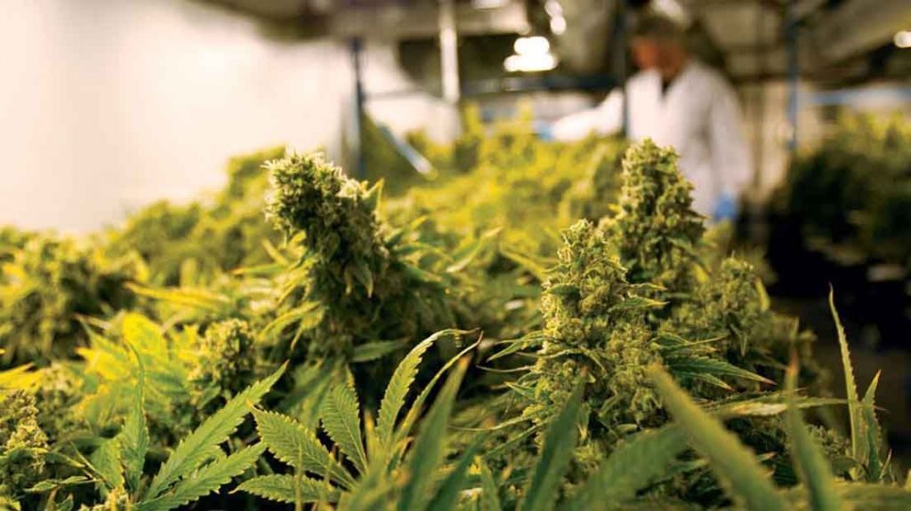 Quanta marijuana pode produzir uma planta