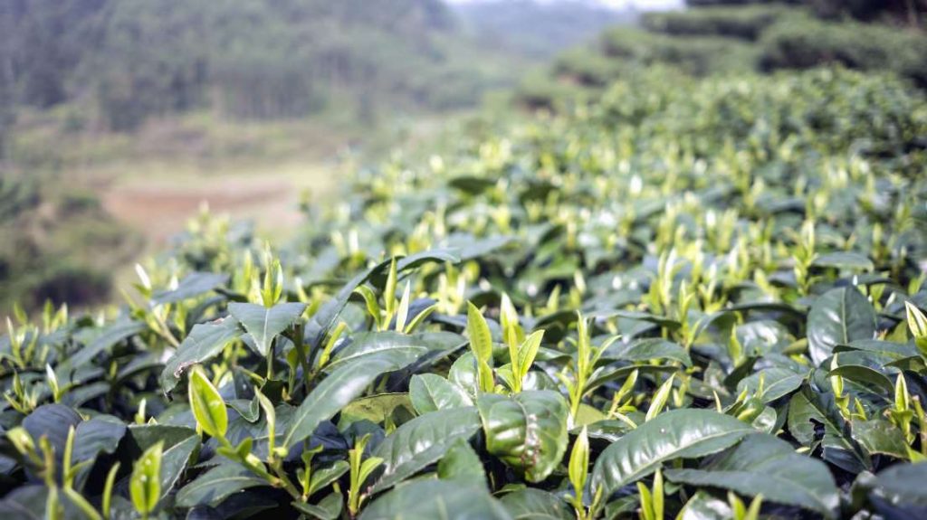Planta de chá com Flavonoides