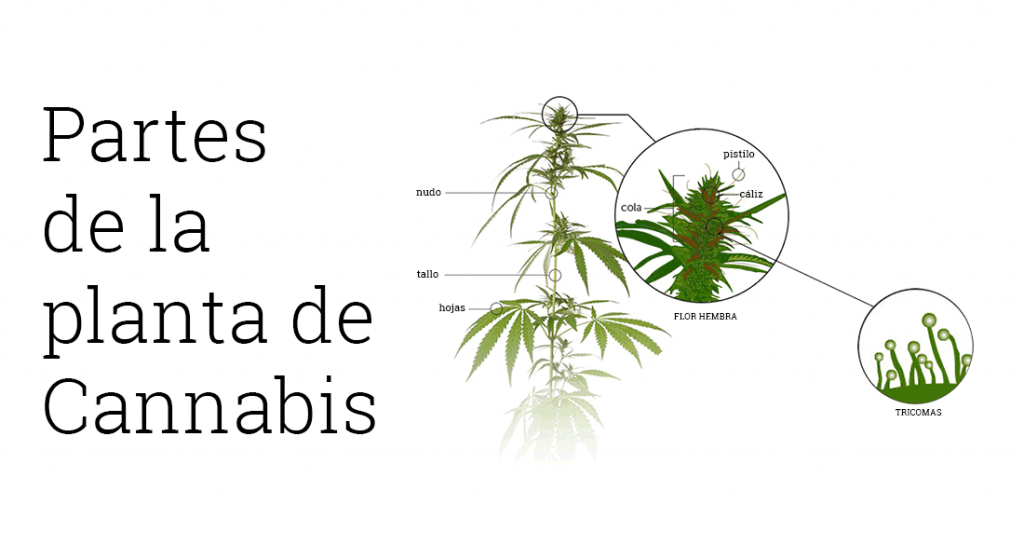 partes da marijuana