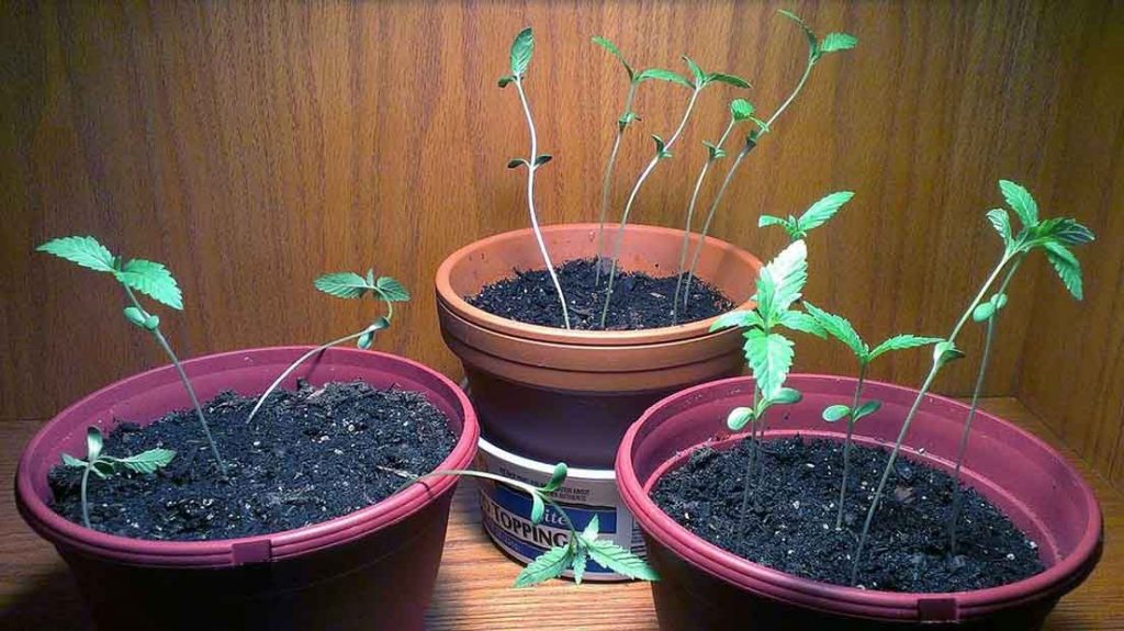 plantulas canabis