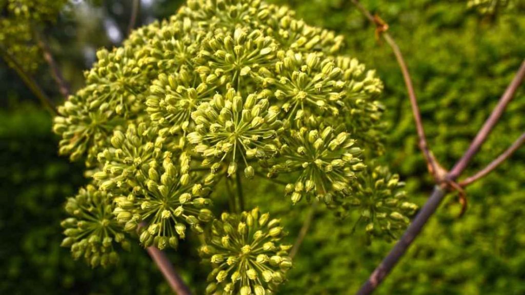 Terpenos de canabis