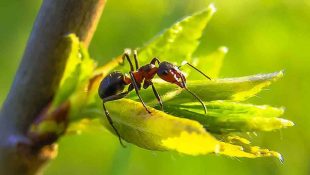 formigas canabis