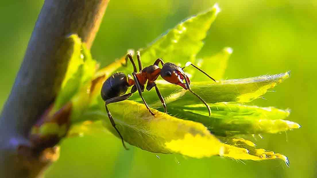 Formigas | Pragas da Canábis
