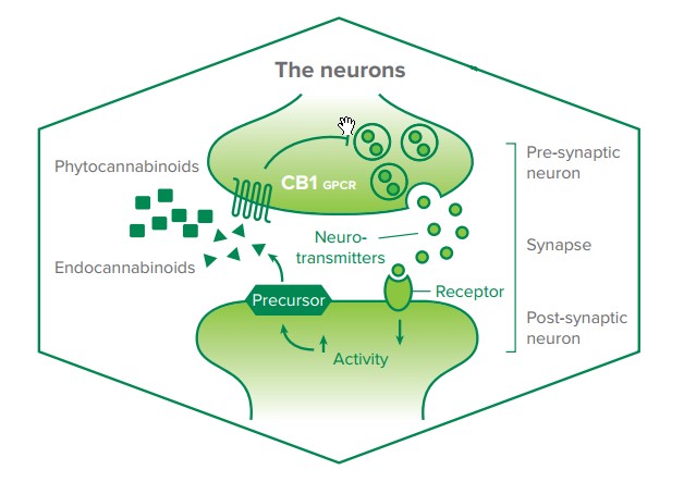 sistema endocanabinoide