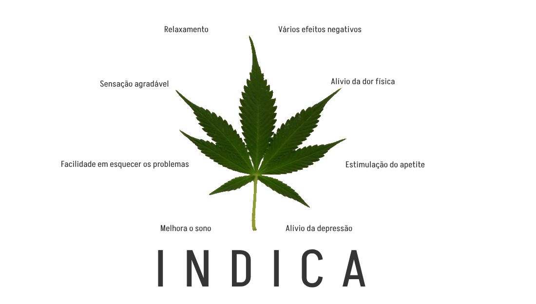 Indica, efeitos positivos e negativos desta subespécie de Cannabis