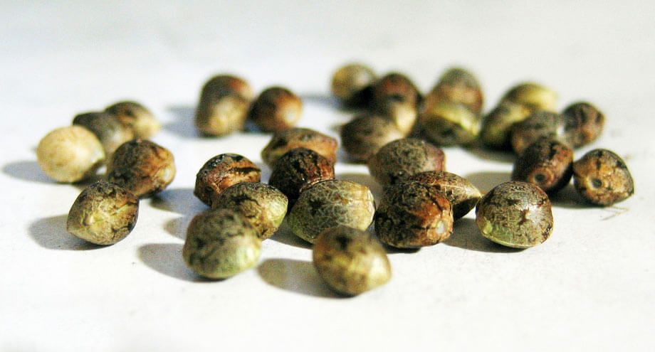 Técnicas de germinación de semillas de marihuana, comparativa