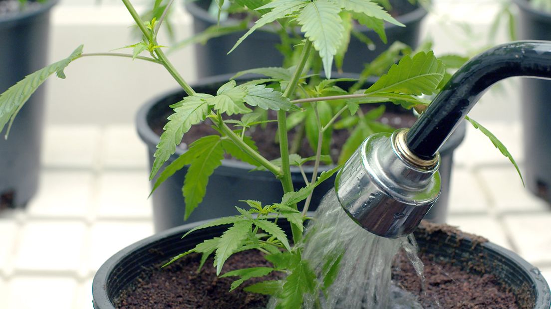 Watering marijuana is a fundamental process for its growth