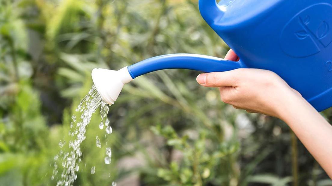 Watering cannabis is easy if you know how