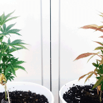 errores habituales cultivar marihuana