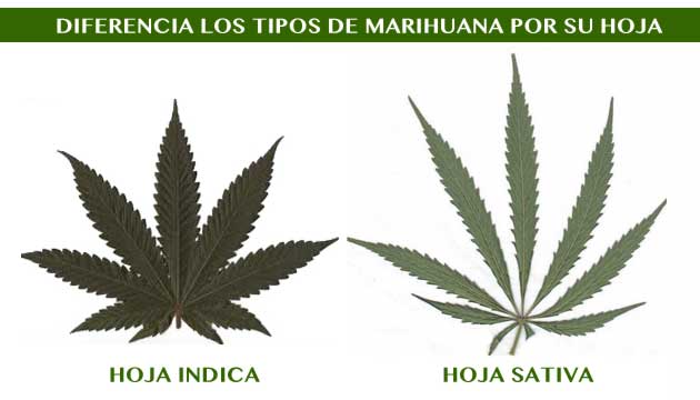 diferencia entre sativa e indica