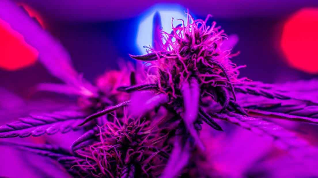 Si quieres adquirir LED para el cultivo de marihuana lo mejor es iniciarse con varios focos de 100W.