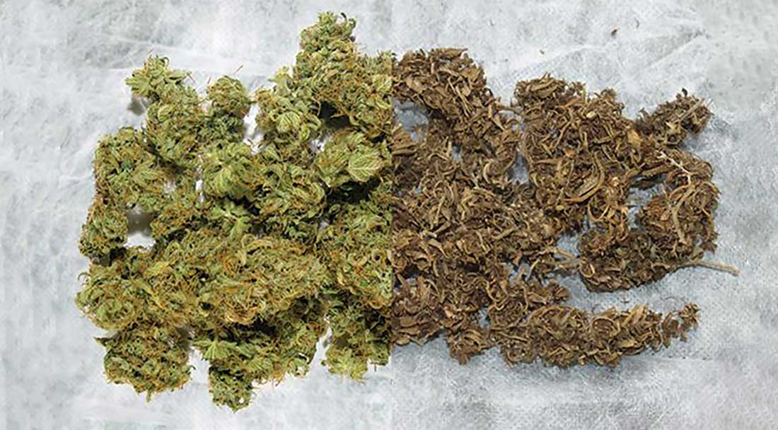 Cómo reconocer la calidad de la marihuana?