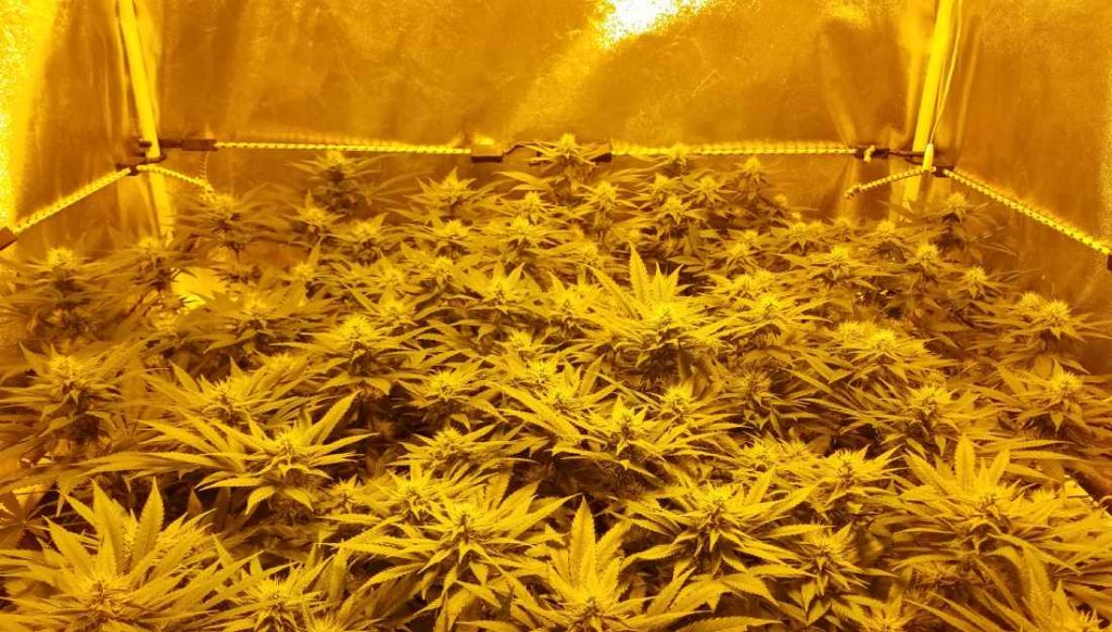 cultivar marihuana con scrog