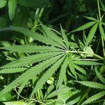 hojas de marihuana sativa