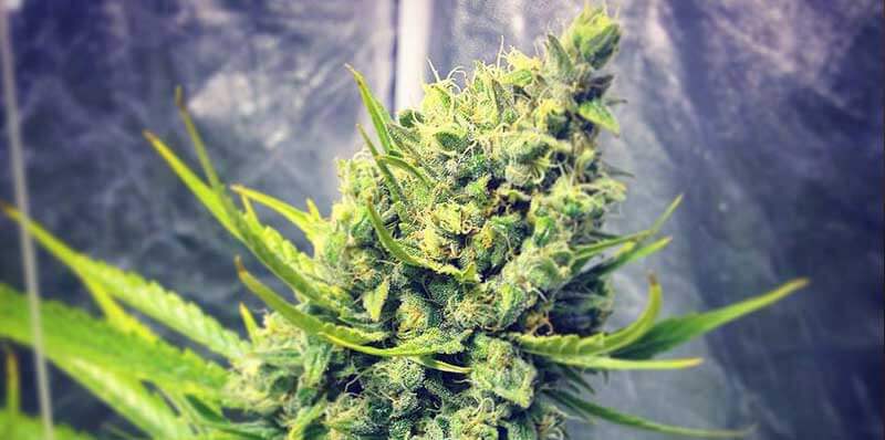 jack herer mejores semillas de marihuana