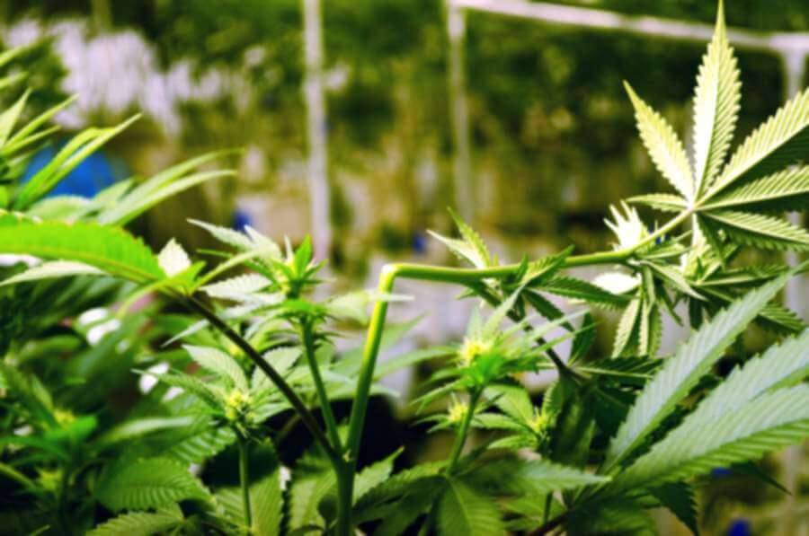 Técnicas de cultivo para aumentar la cosecha de marihuana