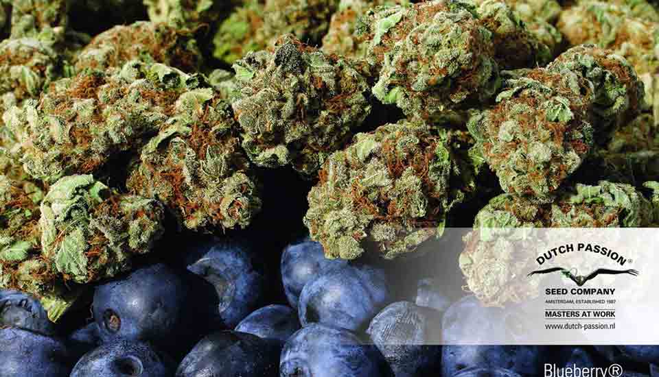 Blueberry marijuana