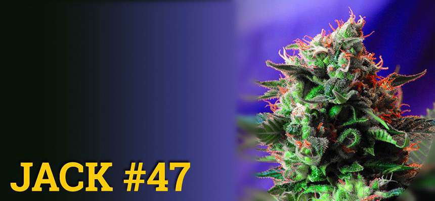 One of the most productive marijuana strains: Jack 47