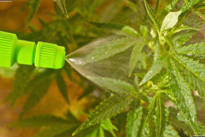 Mitos sobre la germinación de semillas de marihuana