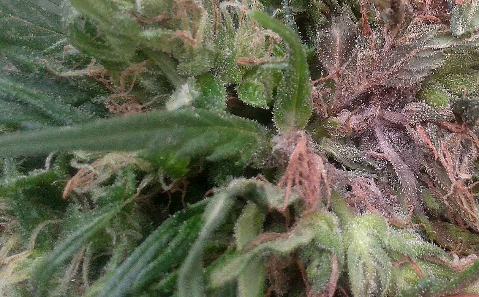 Botrytis hongo gris de la marihuana