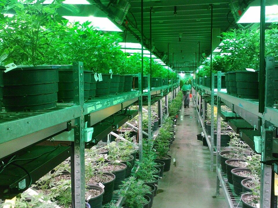 cultivo interior marihuana LEC