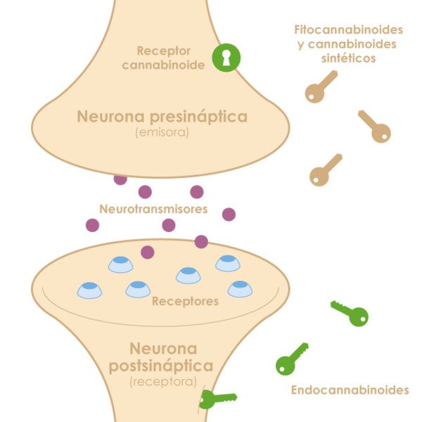  Los endocannabinoides son emisores de información fisiológica que activan a sus receptores desencadenando distintos procesos metabólicos a nivel neuronal, digestivo, reproductivo e inmunológico.