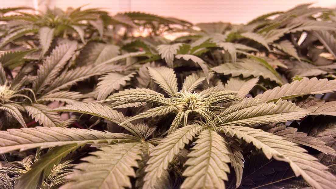 Iluminación LEC para el cultivo de cannabis. Es la hora