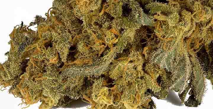 Citrus strain