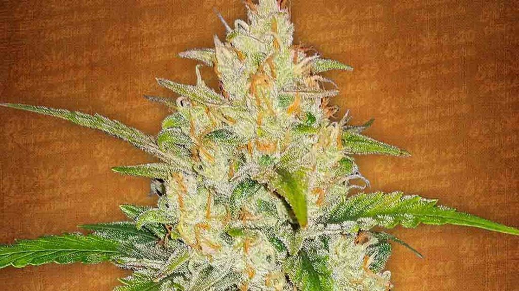 Zkittlez auto авто