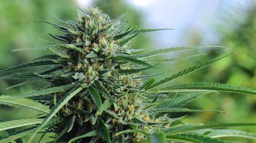 semillas de marihuana para novatos