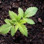 cultivo de marihuana orgánico