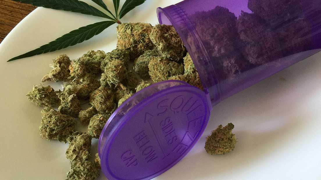 Cuánto duran las semillas de cannabis?