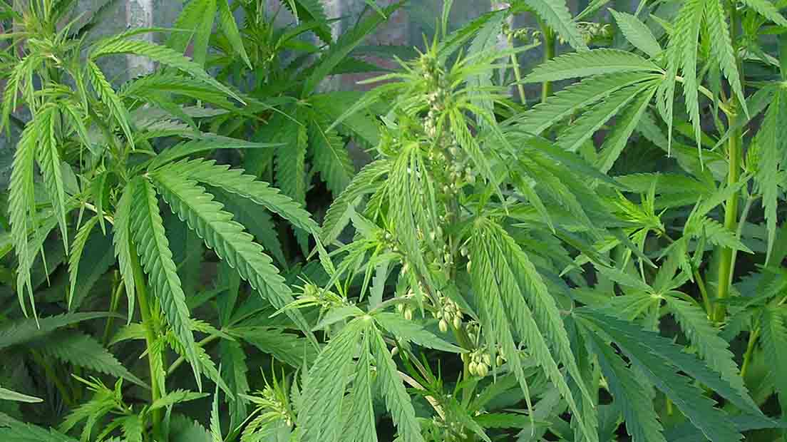 Aprovechar las plantas macho de marihuana