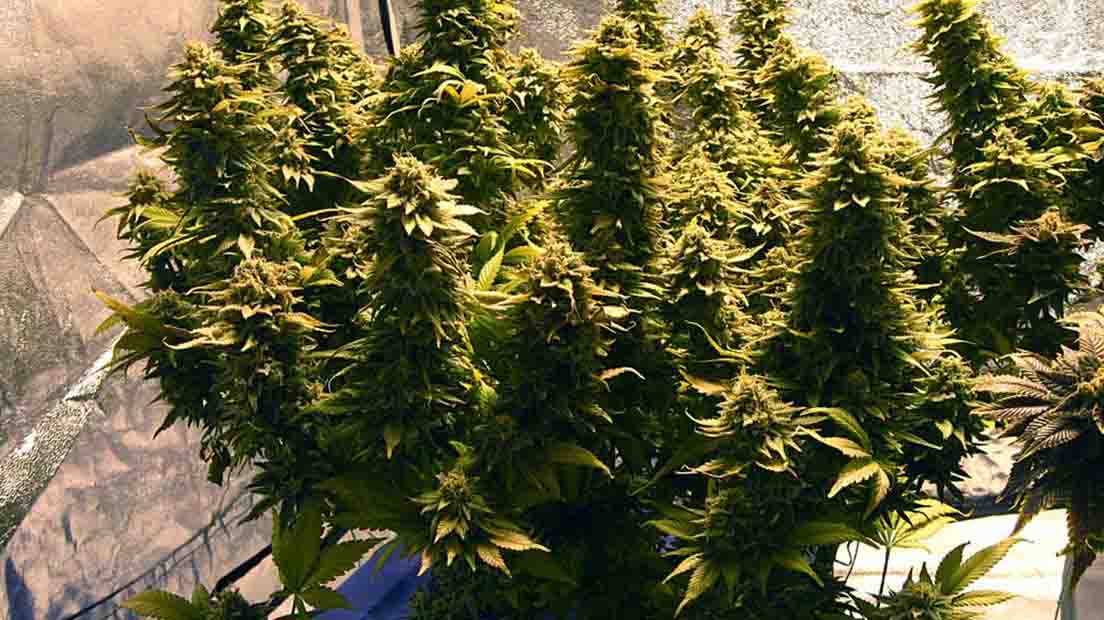 Cultivo continuo de marihuana