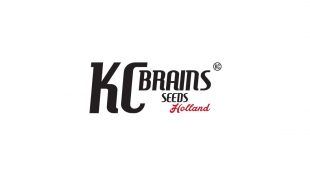 Logotipo del banco de semillas de marihuana KC Brains