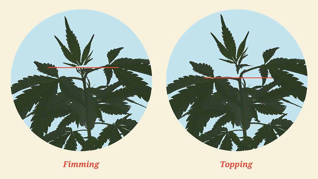 Podar la marihuana con Fimming consisten en extraer el 80% de cola central de la planta.