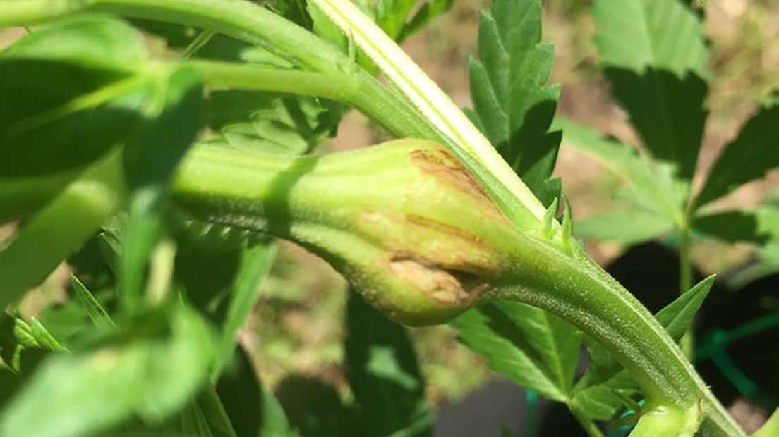 El super cropping es una forma de podar cannabis que consiste en doblar las tallos y redirigir el crecimiento de la planta.