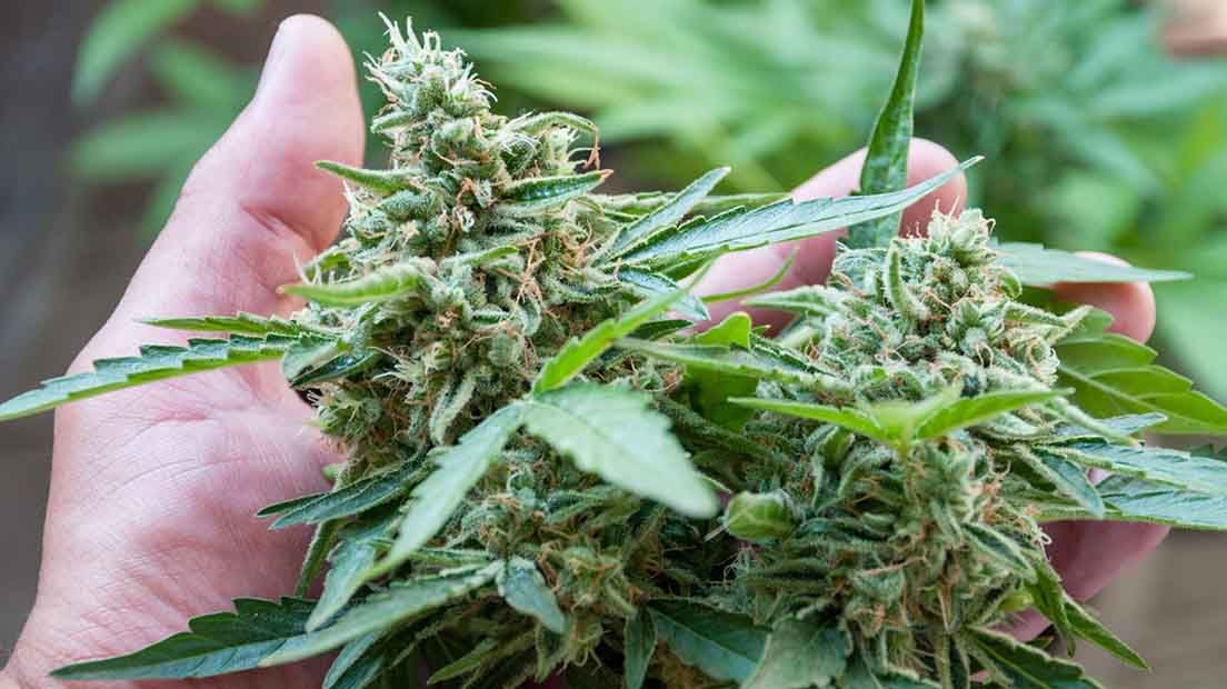 Con la cosecha se pone fin al ciclo de vida de la marihuana