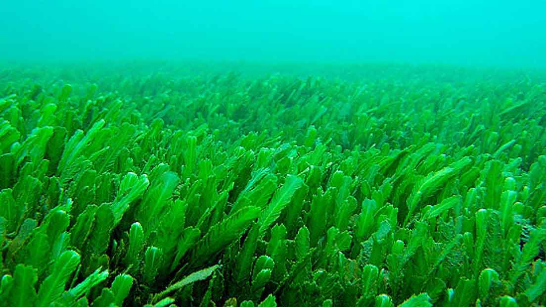 Las algas pueden servir de mhca ayuda para evitar deficiencias de nutrientes en la marihuana