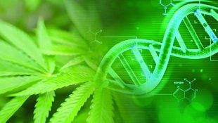 La genética es fundamental para comprender la importancia del genotipo de la marihuana