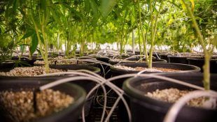 Técnicas como la defoliación pueden mejorar el sabor del Cannabis.