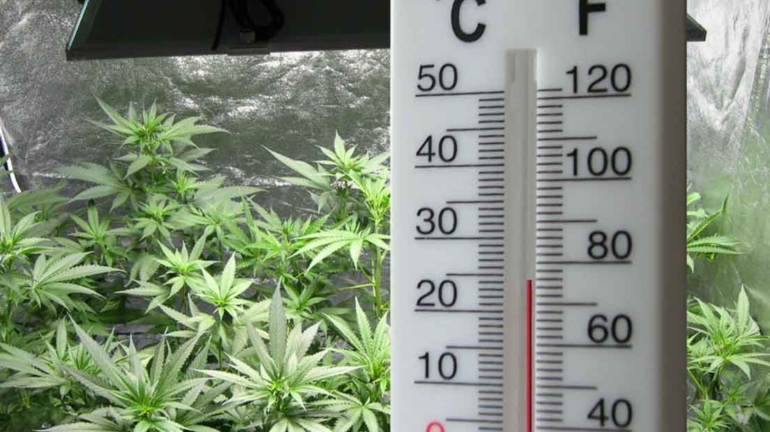 La temperatura del cultivo de marihuana puede controlarse con un termómetro.