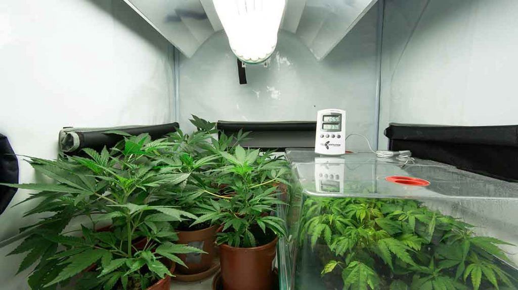 La temperatura del cultivo de marihuana es fundamental para conseguir que la planta de frutos.
