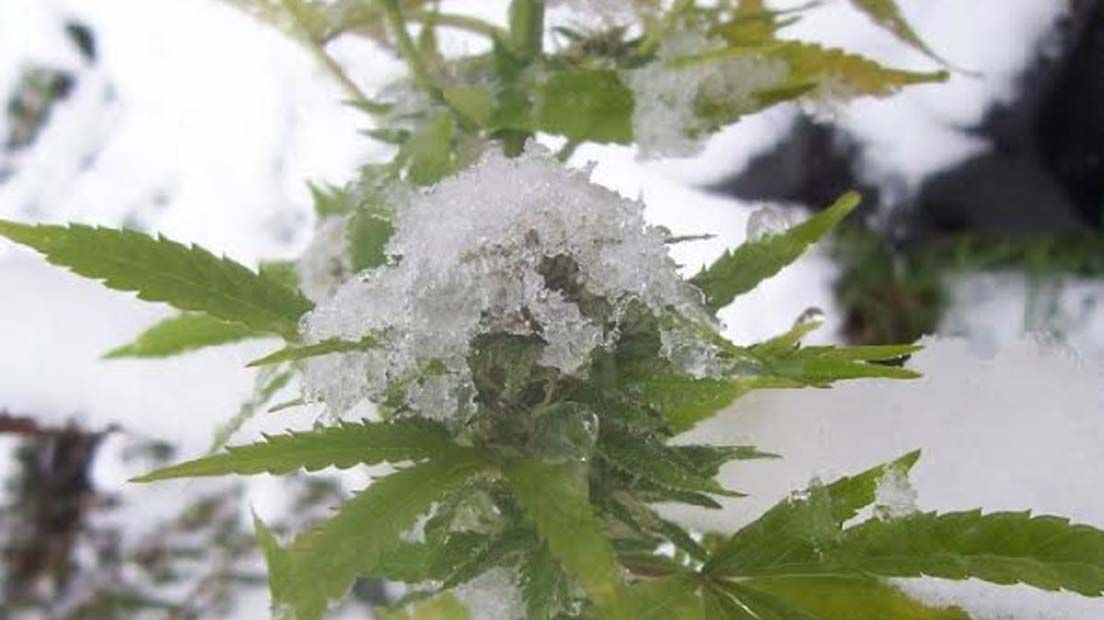 Cuando La temperatura del cultivo de Cannabis es baja, hay que tratar de subir los grados.