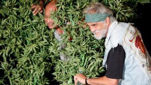 Las películas sobre la marihuana es interesante y nos enseña más sobre esta planta