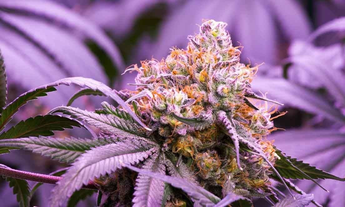 La floración de la marihuana es una de las etapas más importantes.