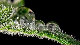 La lluvia en exceso puede arruinar la cosecha de marihuana.