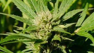 Plantar Sativas es la mejor forma de obtener marihuana energética